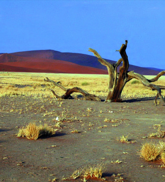 Das Beste von Namibia - Camping oder Lodge Safari